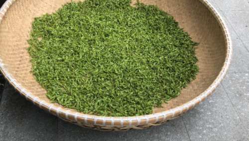 绿茶