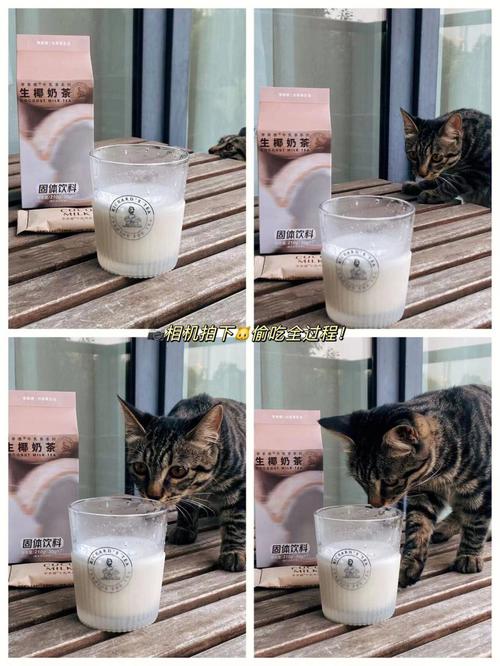 为什么猫爱吃干茶叶泥？