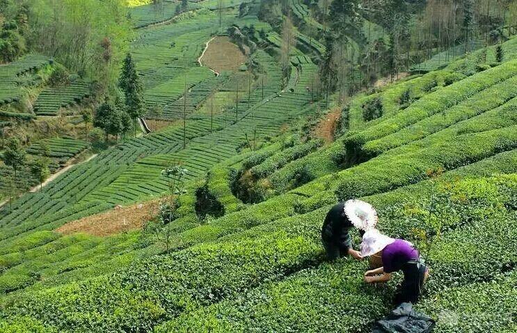 娄底南站茶叶采购指南