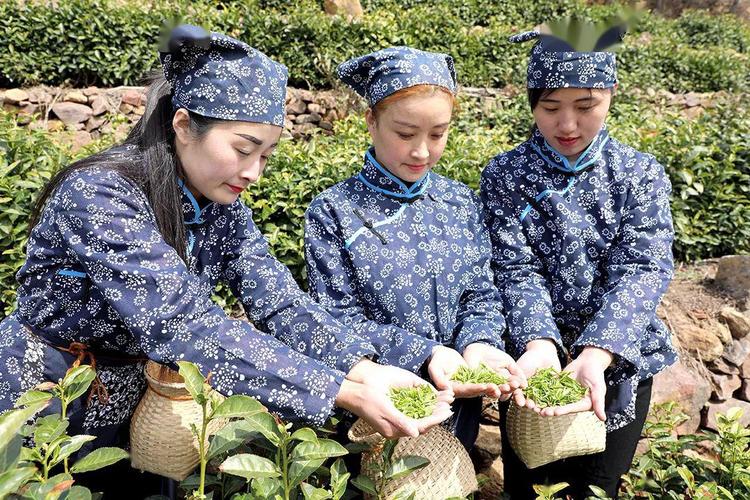 山东茶叶基地概况
