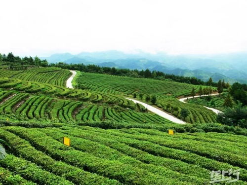 湖北茶叶特产有哪些