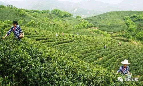 光山县出产什么茶