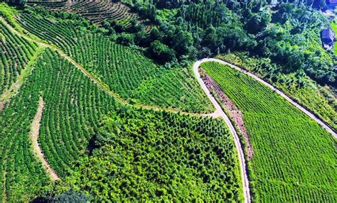 黑龙江茶叶种植