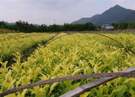 各种茶树苗价格