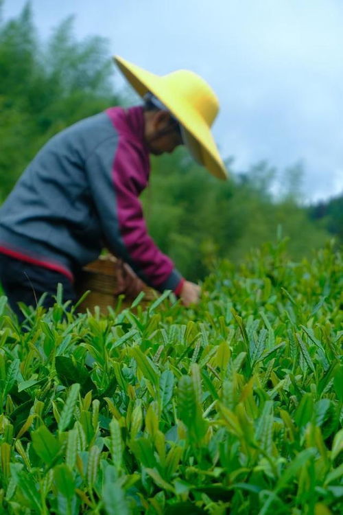 明前茶叶什么时候下来