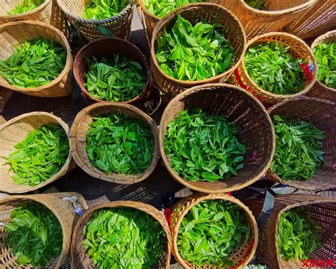 茶叶出口澳大利亚