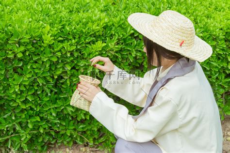 写一篇关于摘茶叶的日记