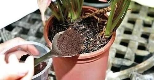 隔夜茶叶水浇花的效果及注意事项