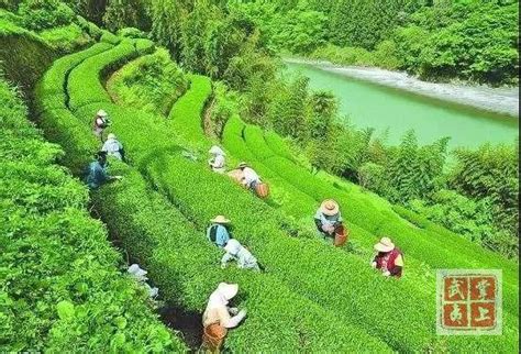 武夷山最出名的茶叶