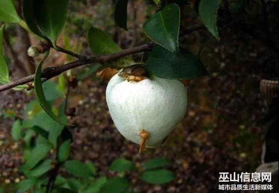 小时候茶叶品种大全