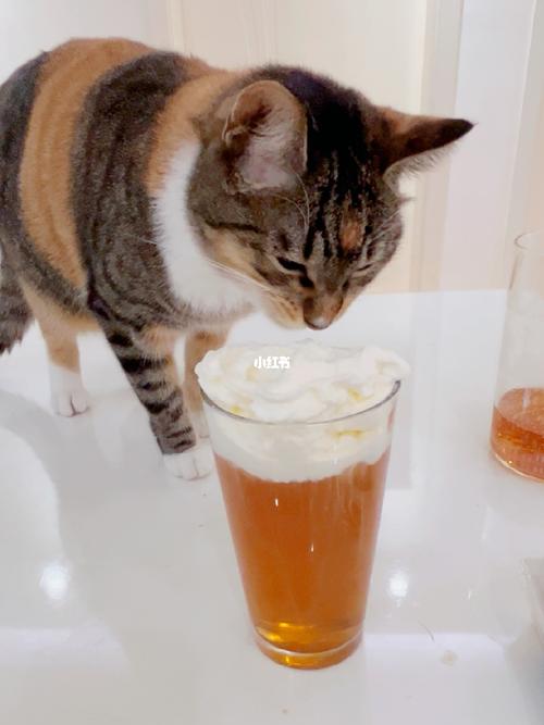猫猫喜欢喝什么茶叶水
