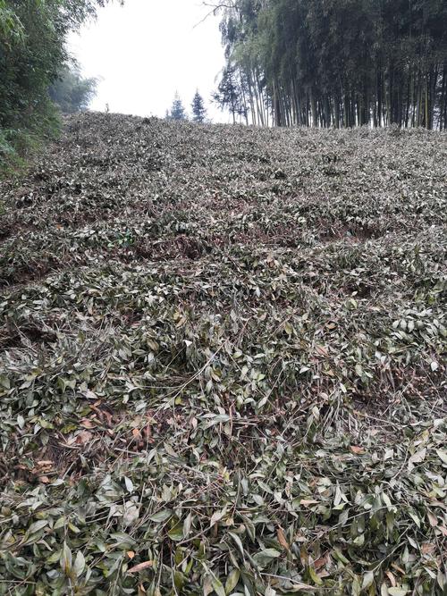 茶树根部病害图片