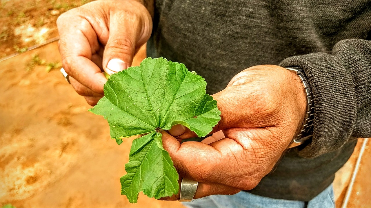 揭秘华北绿宝石背后的皮肤病顽疾——探访保定白癜风医院