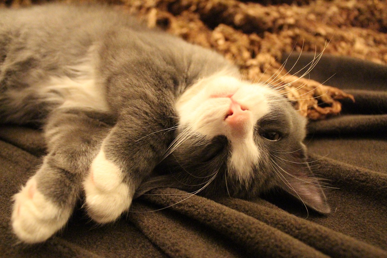 揭秘熊猫眼，探究熬夜、缺乏睡眠与眼部健康那些事儿