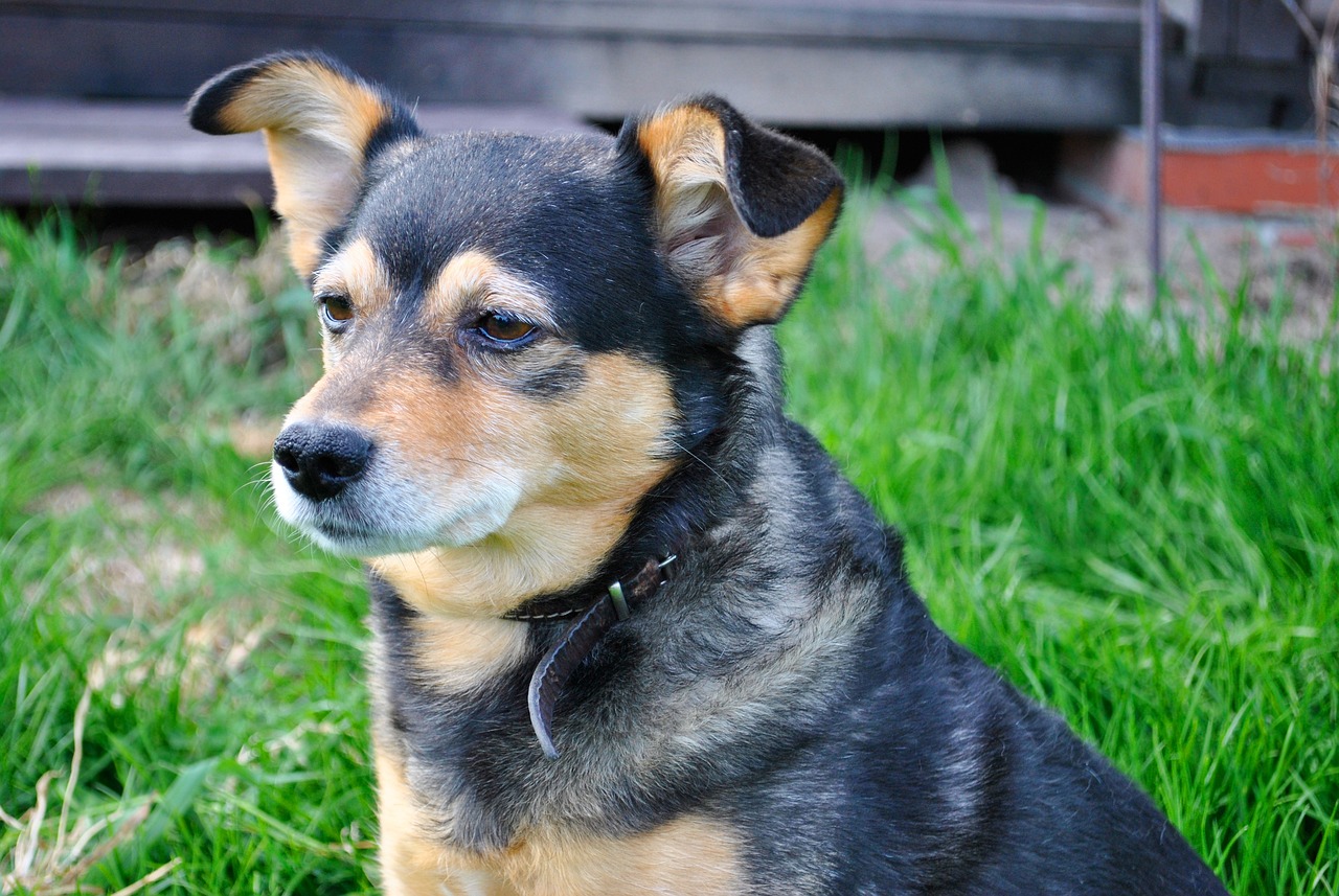 狂犬病的潜伏期是多久