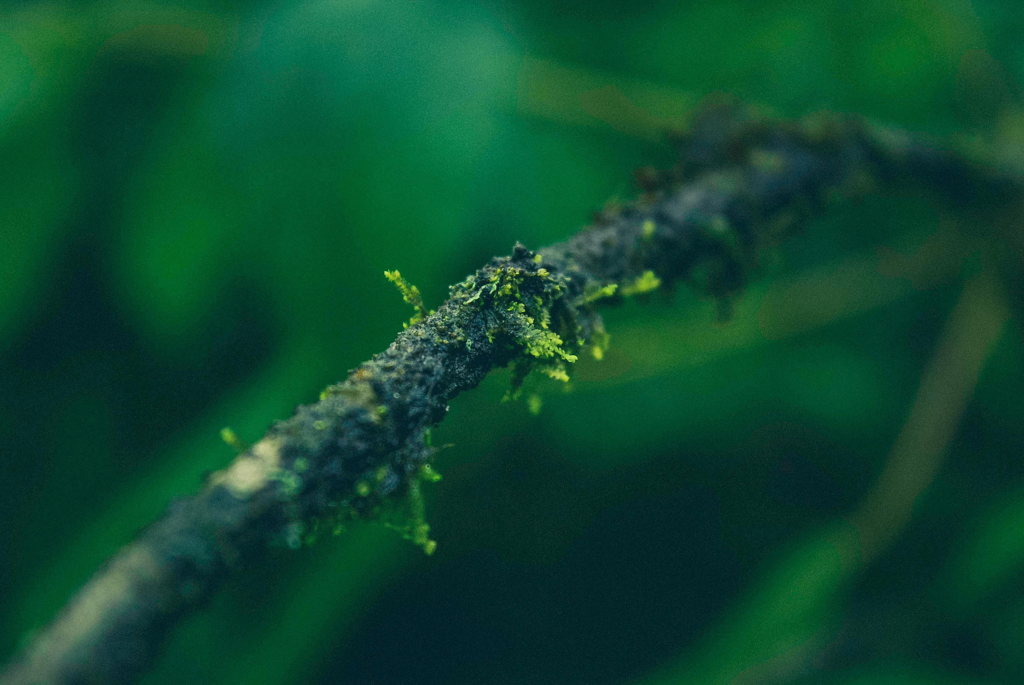 自然界的绿色良药